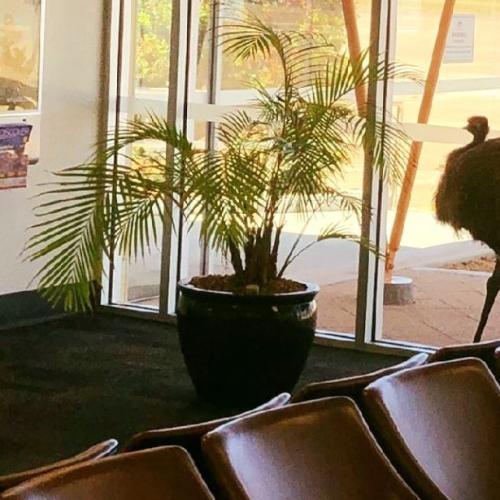 Only In Australia: An Emu Broke Into An Airport And The Pics Need To Be Seen