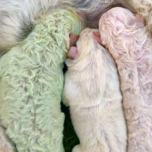 Adorable Puppy Born With Rare Green Fur Is Appropriately Named 'Pistachio'