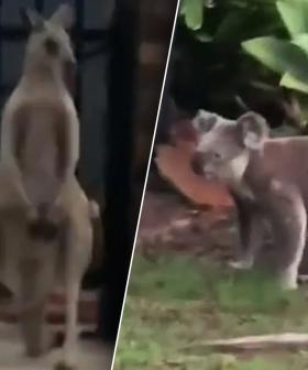 Kangaroo Takes On Koala In True Blue Aussie Brawl