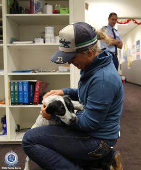 Dog From Yass Reunited With Owner