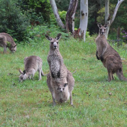 Kangaroos and wombat deliberately run down in Royalla