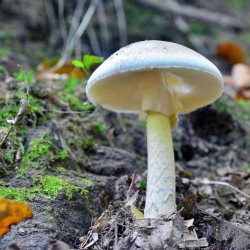 Deadly mushroom warning ahead of Autumn