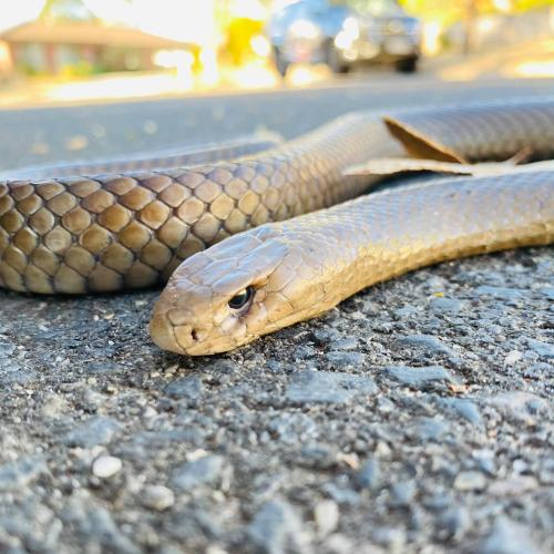 In Case You Forgot How Terrifying Australia Is, Snakes Are Slithering Into Families Pool