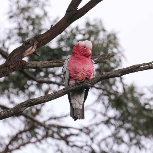 Firefighters rescue Galah caught in a sticky situation