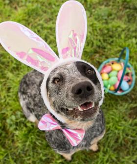 Keeping your furry friends safe this Easter weekend