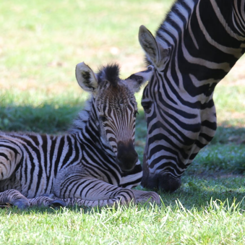 National Zoo welcomes baby zebra among its new residents