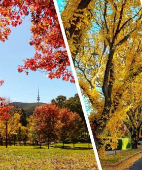 Explore Canberra’s best Autumn snaps before Winter arrives