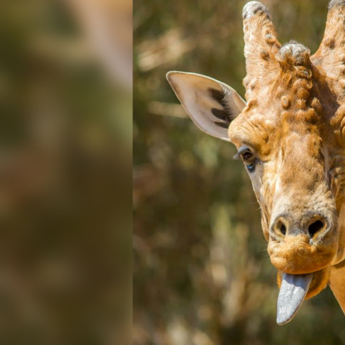 National Zoo mourns giraffe's passing