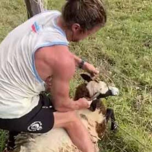 Nick 'Honey Badger' Cummins Untangles Distressed Sheep From Fence