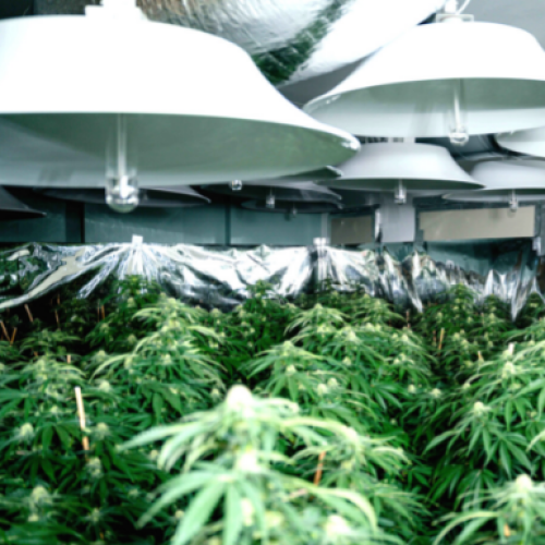 Police seize more than 450 cannabis plants in Canberra
