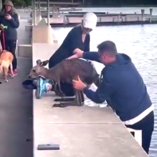 What to do when you spot a Roo in distress?
