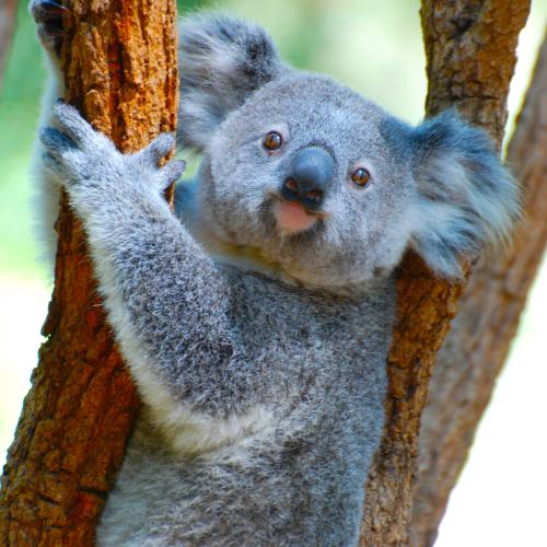 Koalas listed as endangered in the ACT, NSW & Qld
