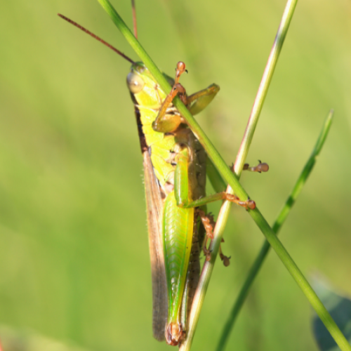 Grasshopper numbers boom in Canberra