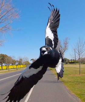 Swooping season has arrived in Canberra