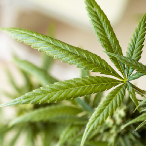 Canberrans 'blazing up' more than ever before