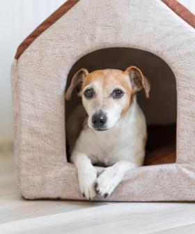 When Should You Use A Housesitter? We Find Out.