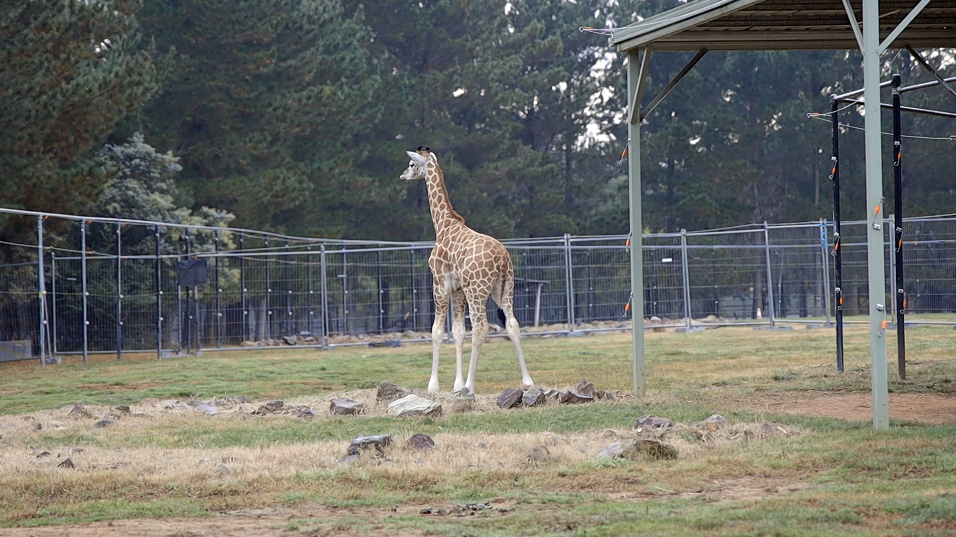 National Zoo new addition a baby boy giraffe