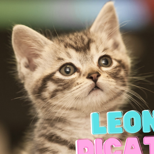 Canberra's most popular and pawsome cat names revealed