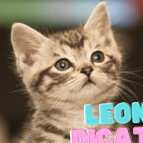 Canberra's most popular and pawsome cat names revealed