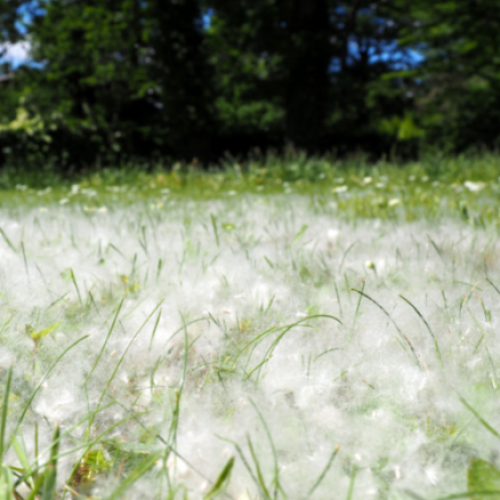 Hay fever season arrives in Canberra