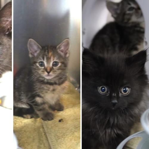 RSPCA helps kittens found dumped in bin
