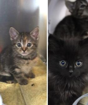 RSPCA helps kittens found dumped in bin