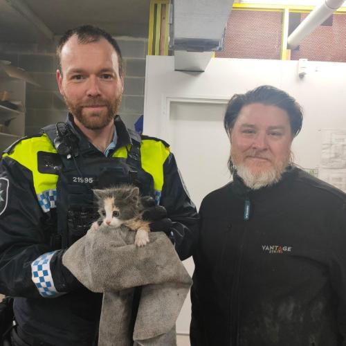 Kittens rescued from drain during Canberra's heavy rain storm