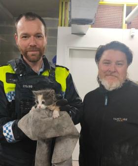 Kittens rescued from drain during Canberra's heavy rain storm