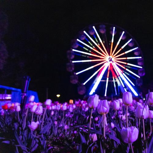 All the reasons you won’t want to miss NightFest