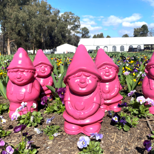 Pink gnomes hidden across Canberra with prizes for those who can find them