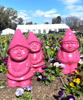 Pink gnomes hidden around Canberra, find them and you could WIN!