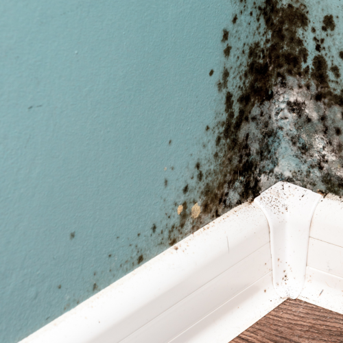 Renters urged to check for mould, as La Nina hits for a third time