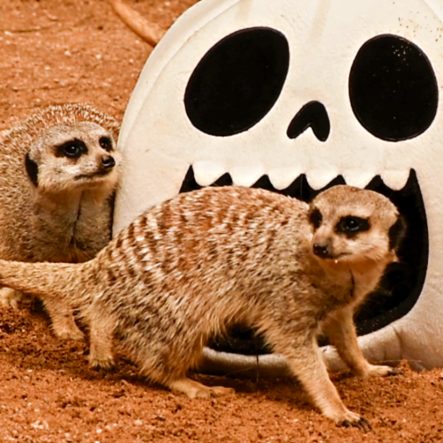 Halloween arrives early at the National Zoo & Aquarium