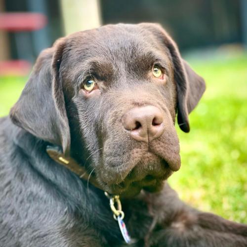 Meet Elton, Australia's Goodest Boy