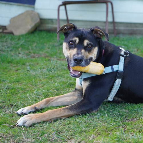 Dog finds forever home after 434 days at the RSPCA