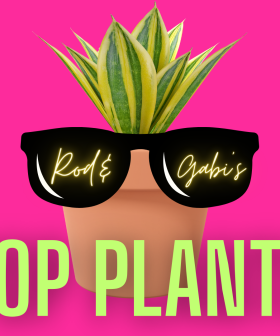 Rod & Gabi's Pop Plants