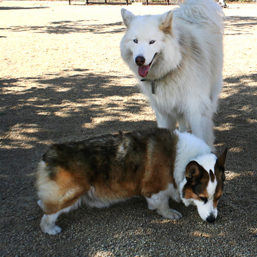 Could this be Canberra’s most PAW-SOME Dog Park?