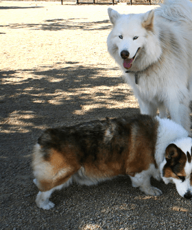 Could this be Canberra's most PAW-SOME Dog Park?
