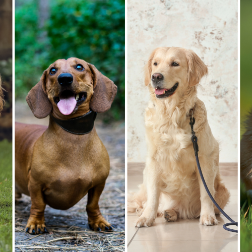 Australia's top dog breeds revealed