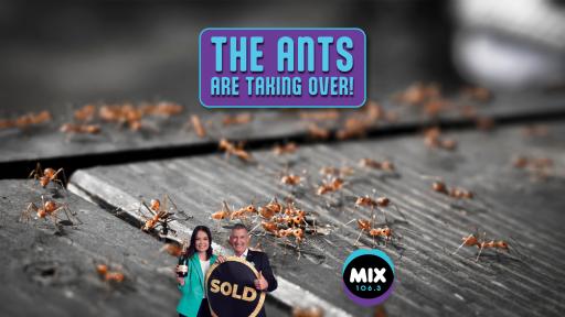 THE ANTS ARE TAKING OVER!