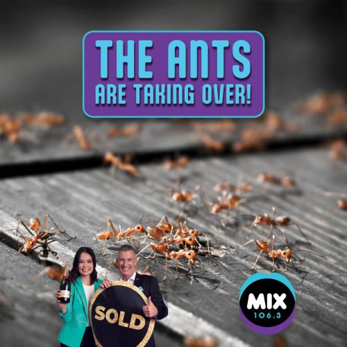 THE ANTS ARE TAKING OVER!