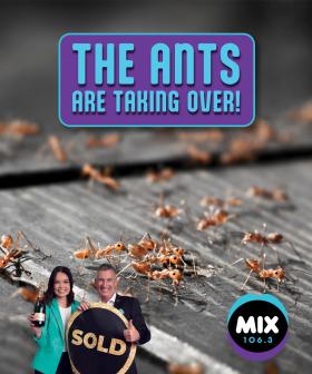 THE ANTS ARE TAKING OVER!